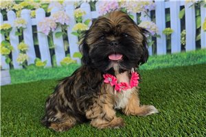 Amelia - Shih Tzu for sale