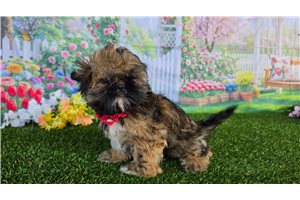 Amelia - Shih Tzu for sale