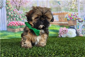 Aces - puppy for sale