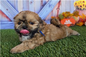 Reece - Shih Tzu for sale
