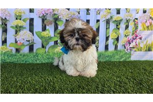 Archer - Shih Tzu for sale