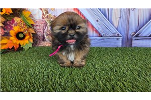 Ripley - Shih Tzu for sale