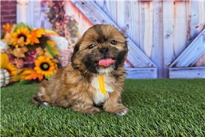 Reed - Shih Tzu for sale