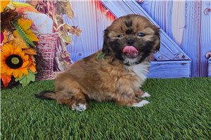 Reef - Shih Tzu for sale