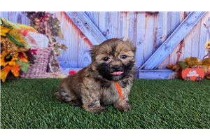 Risa - Shih Tzu for sale