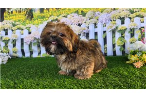 Aces - Shih Tzu for sale