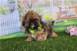 Aces - Shih Tzu for sale