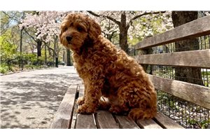 Cody - puppy for sale