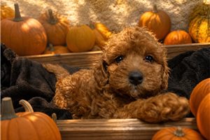 Chantilly - Mini Bernedoodle for sale