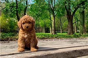 Chantilly - puppy for sale