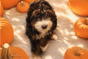 Chanel - Mini Bernedoodle for sale