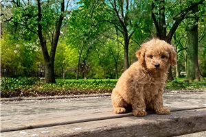 Charisma - puppy for sale