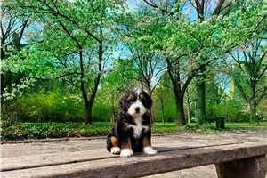 Chanel - Bernedoodle, Mini for sale