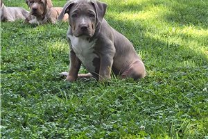 Autumn - American Bully for sale