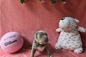 Adeline - American Bully for sale