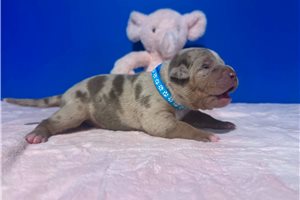 April - American Bully for sale