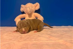 Autumn - American Bully for sale