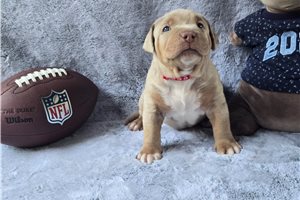 Asher - American Bully for sale