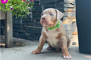 Archie - American Bully for sale