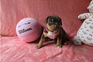Allison - American Bully for sale