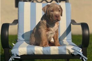 Asher - American Bully for sale