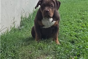 Alex - American Bully for sale
