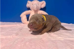 Abigail - American Bully for sale