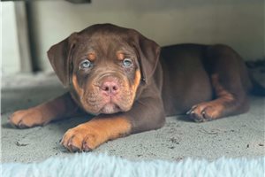 Alex - American Bully for sale