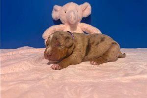 Artemis - American Bully for sale
