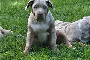 April - American Bully for sale