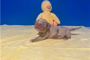 Asher - American Bully for sale
