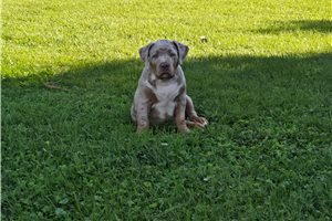 Archie - American Bully for sale