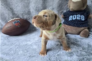 Archie - American Bully for sale