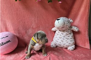 Abigail - American Bully for sale