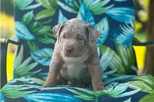 April - American Bully for sale
