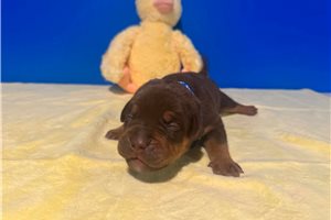 Alex - American Bully for sale