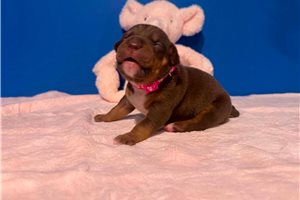 Allison - American Bully for sale