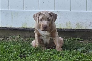 Asher - American Bully for sale