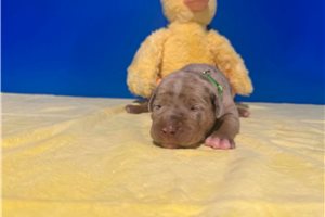Archie - American Bully for sale