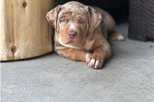 Artemis - American Bully for sale