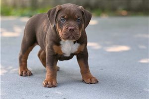 Alex - American Bully for sale