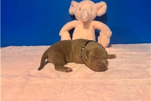 Adeline - American Bully for sale