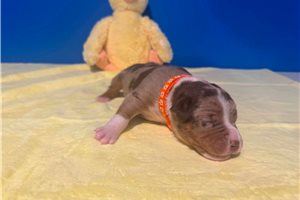 Ajax - American Bully for sale