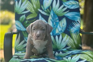 Autumn - American Bully for sale