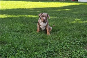 Artemis - American Bully for sale