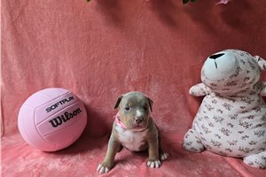 Autumn - American Bully for sale