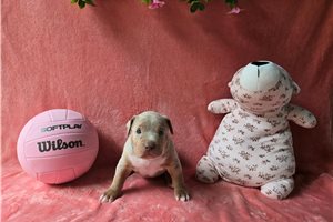 April - American Bully for sale