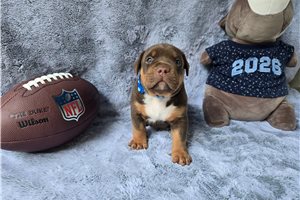Alex - American Bully for sale
