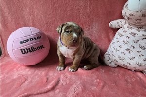 Artemis - American Bully for sale
