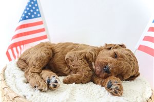 Thunder - Goldendoodle, Mini for sale